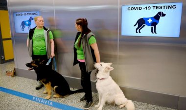 Özel Eğitimli covid-19 Test Köpekleri